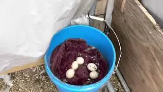 HILLTRIBE family farm Qaib Hmoob #qaib #hmong #black meat chicken