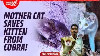 EP 200 | Vava catches cobra as bereaved mother cat looks on..; two more cobras rescued