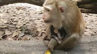 Wildlife monkeys in Amber troop - Monkey Wildlife 624