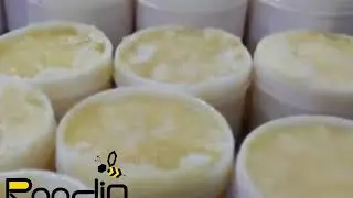 How to harvesting Royal Jelly from the hives