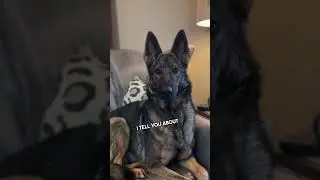 A German Shepherd’s hilarious tale !