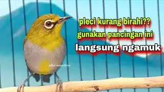 Call Pleci Betina Birahi Perangsang Bunyi,Bikin Pleci Bustomi Gacor