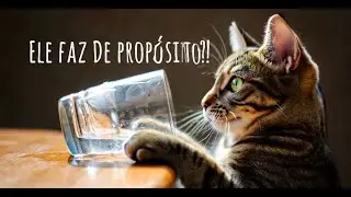 Por que seu gato joga as coisas no chão ? O motivo real vai te surpreender! 😾