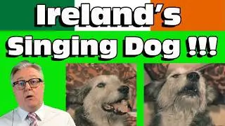 I Can't Believe This Singing Dog Was on TV !!