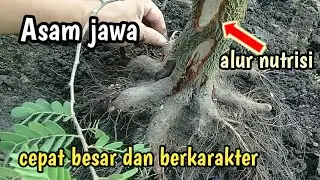 Cara buat alur nutrisi dan atur akar bonsai asam jawa