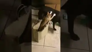 Funny Feathers: 🦜😂📹 #BirdieBanter #AvianAntics #FeatheredFunnies