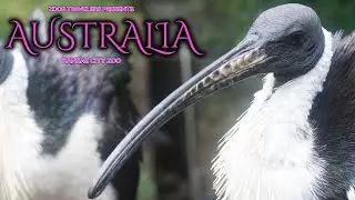 Australia | Kansas City Zoo