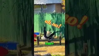 Top 5 Animal Lazy Moments You Never Knew About! #top5animals #ranking #animals