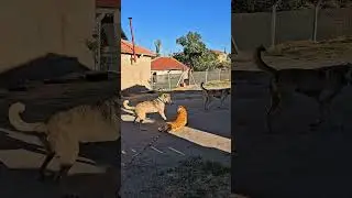 Kangal Dogs Meets Plush Tiger! His Reaction Was Surprising!