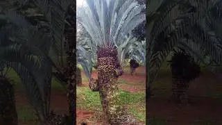 E.Lehmannii #cycad #nature #africa #southafrica #botany #travel #plants #rareplants #garden #flower