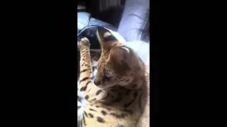 Domesticated Servals
