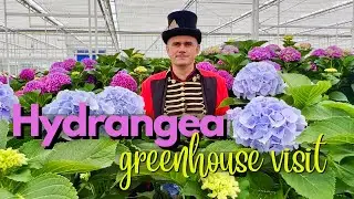 HYDRANGEA GREENHOUSE VISIT | Varieties overview |Interesting facts | Nursery experience