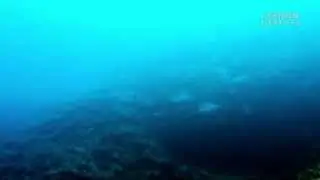 イソマグロの大群