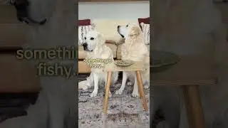Leaving My Dogs Alone with a Plate of Treats