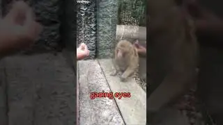 Monkey Reacts to Magic Trick 🤯🙉