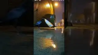 #animals #bird #birdsoftiktok #chip #rain