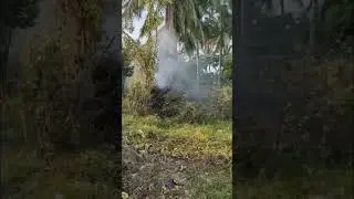 ☮️Peaceful Backyard 🌴Tropical Countryside #shorts #asmr #satisfying #amazing #lifestyle #relaxing