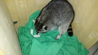 Енот