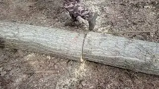 &Eacute;lez&eacute;s ut&aacute;n r&ouml;nk darabol&aacute;s Stihl MS 462 .