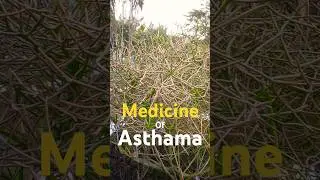 Medicine for Aastha! Vajradrum aka Euphorbia tirucalli Linn. #shorts #medical #facts