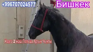 5-ФЕВРАЛЬ Бишкектен жакшы өспүрүм чыкты+996707024577
