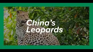 China&rsquo;s Leopards | Kyle Obermann