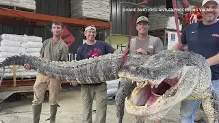 Hunters capture record-breaking 14-foot alligator in Mississippi