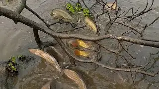 Amazing Fishing 2026।। Best Fish Catching Experience By Hand।। Beautiful Village 2026