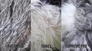 Siccaro Dog Drying Coat Test &ndash; Is it Really Better than a Towel?