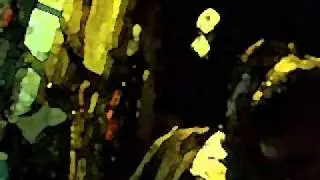 Jeremy Wolf - Halloweed (drum and bass)