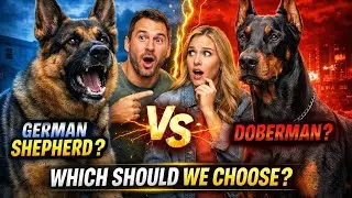 German Shepherd vs Doberman Pinscher &ndash; Which Dog Will Protect You BETTER?