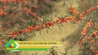Secretul culturii de cătină