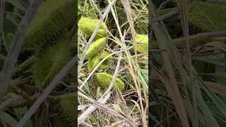 Guilandina bonduc fever nut leaves & seed pods in Playa del Carmen Mexico #shorts #tropical #plants