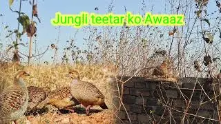 Full HD TEETAR HUNDING SOUND - Partridge calling तीतर आवाज मादी तीतर आवाज Nar teetar awaaj Bird