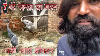 7 घंटे तड़पता रहा सारस आधी रात को आये डॉक्टर
