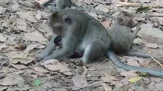 Terrace adventure dash mute monkey