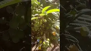 BEST Fruits Tree 🎄 Loquats Growing It Home #viral #loquat #fruits
