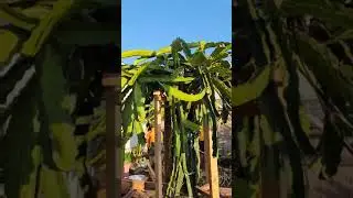 DIY moving large plant pot