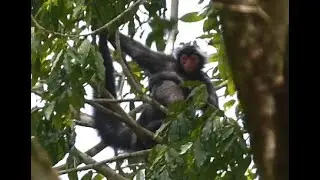 Red-faced spider monkey.