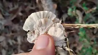 Foraging in the new year 2026 January winter season. Ep. 2
