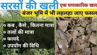 सरसों की खली का फसलों, बागवानी और गमलों में कैसे प्रयोग करे #mustardcakefertilizer 