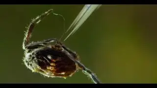 Danny Elfman's Spiders (Spider-Man 2 Theme + BBC Spiders)