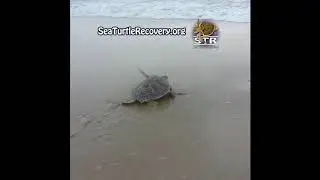 Sea Turtle Recovery   Nutmeg's Release