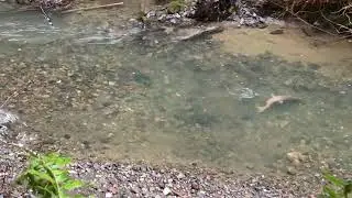 Coho Salmon Spawning in a Small Creek. Russian River watershed, CA. Winter 2024.