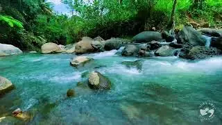Pure River Flowing Sounds at Night | Calm Water Ambience for Deep Sleep