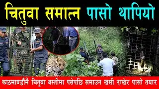काठमाण्डौंमा पसेको चितुवा समाउन पा सो राखियो, दिनभरी झाडीमा लुकेपछि ख सी सहितको खोर तयार,सुरक्षा कडा