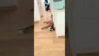 Every time! #cutedog  #boxerdog #happydogs #funny #doglife #pets  #doglife #labrador