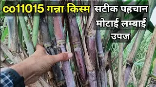 co 11015 गन्ना किस्म | 11015 sugarcane variety