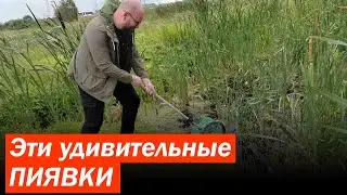 Эти удивительные ПИЯВКИ