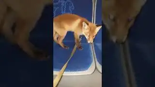 fox on the bus #fox #bus #lis #funny #śmieszne  #shorts